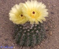 Notocactus orthacanthus