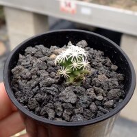 Escobaria abdita