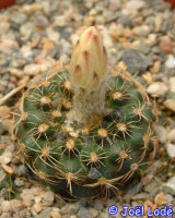 Frailea friedrichii VOS 1256