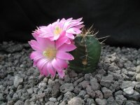 Echinocereus knippelianus v. reyesii