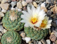 Strombocactus disciformis, Plazuelas - CITES