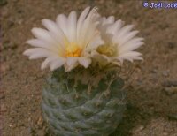 Strombocactus disciformis, Plazuelas - CITES