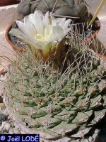 Strombocactus disciformis, Plazuelas - CITES