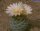 Strombocactus disciformis, Plazuelas - CITES