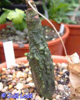 Adenia firingalavensis, Madagaskar