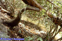 Adenia firingalavensis, Madagaskar