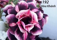 Adenium obesum-Hybr.  Hoa Khanh 192