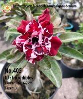 Adenium obesum-Hybr. Incredibles 405
