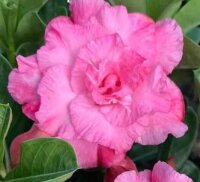 Adenium obesum-Hybr. Pink V1 516