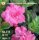 Adenium obesum-Hybr. Pink V1 516