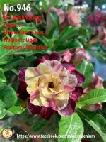 Adenium obesum-Hybr.  Minh Khang 946
