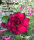 Adenium obesum-Hybr.  Wing Crab 947