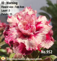 Adenium obesum-Hybr.  Morning 952