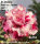 Adenium obesum-Hybr.  Morning 952