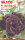 Adenium obesum-Hybr.  Thai Cong1 1030