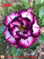 Adenium obesum-Hybr.  White Black Violett TQC06
