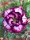 Adenium obesum-Hybr.  White Black Violett TQC06