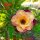 Adenium obesum-Hybr.  Purple Lady TQC07