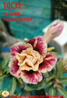 Adenium obesum-Hybr.  Gorr TQC32