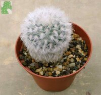 Mammillaria bocasana v. multilanata