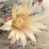 Mammillaria bocasana v. multilanata