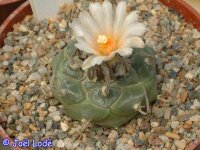 Turbinicarpus schwarzii Charco Blanco CITES, not outside EU