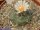 Turbinicarpus schwarzii Charco Blanco CITES, not outside EU
