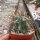 Sclerocactus uncinatus, El Nunez