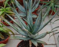 Aloe ferox, Grahamstown, Südafrika
