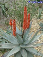 Aloe ferox, Grahamstown, Südafrika