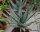 Aloe ferox, Grahamstown, Südafrika