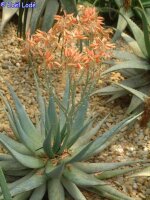 Aloe hereroensis