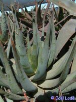 Aloe hereroensis
