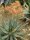 Aloe hereroensis
