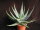 Aloe hereroensis