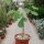 Erythrina melanacantha Nyambeni