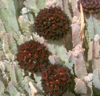 Caralluma acutangula Merille, Kenia