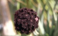 Caralluma acutangula Merille, Kenia