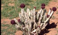 Caralluma acutangula Merille, Kenia