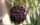 Caralluma acutangula Merille, Kenia