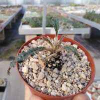 Dorstenia crispa