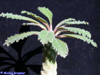 Dorstenia crispa