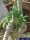 Dorstenia crispa