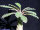Dorstenia crispa