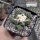 Ariocarpus fissuratus-Hybr. CITES, not outside EU