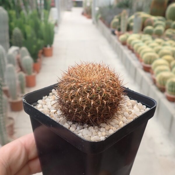 Sulcorebutia spec. santiaginiensis