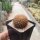 Sulcorebutia spec. santiaginiensis