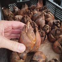 Cardiocrinum giganteum ungetopft