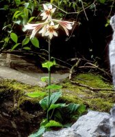Cardiocrinum giganteum ungetopft