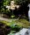 Cardiocrinum giganteum ungetopft